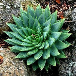 growing spiral aloe from seeds in zone 8b