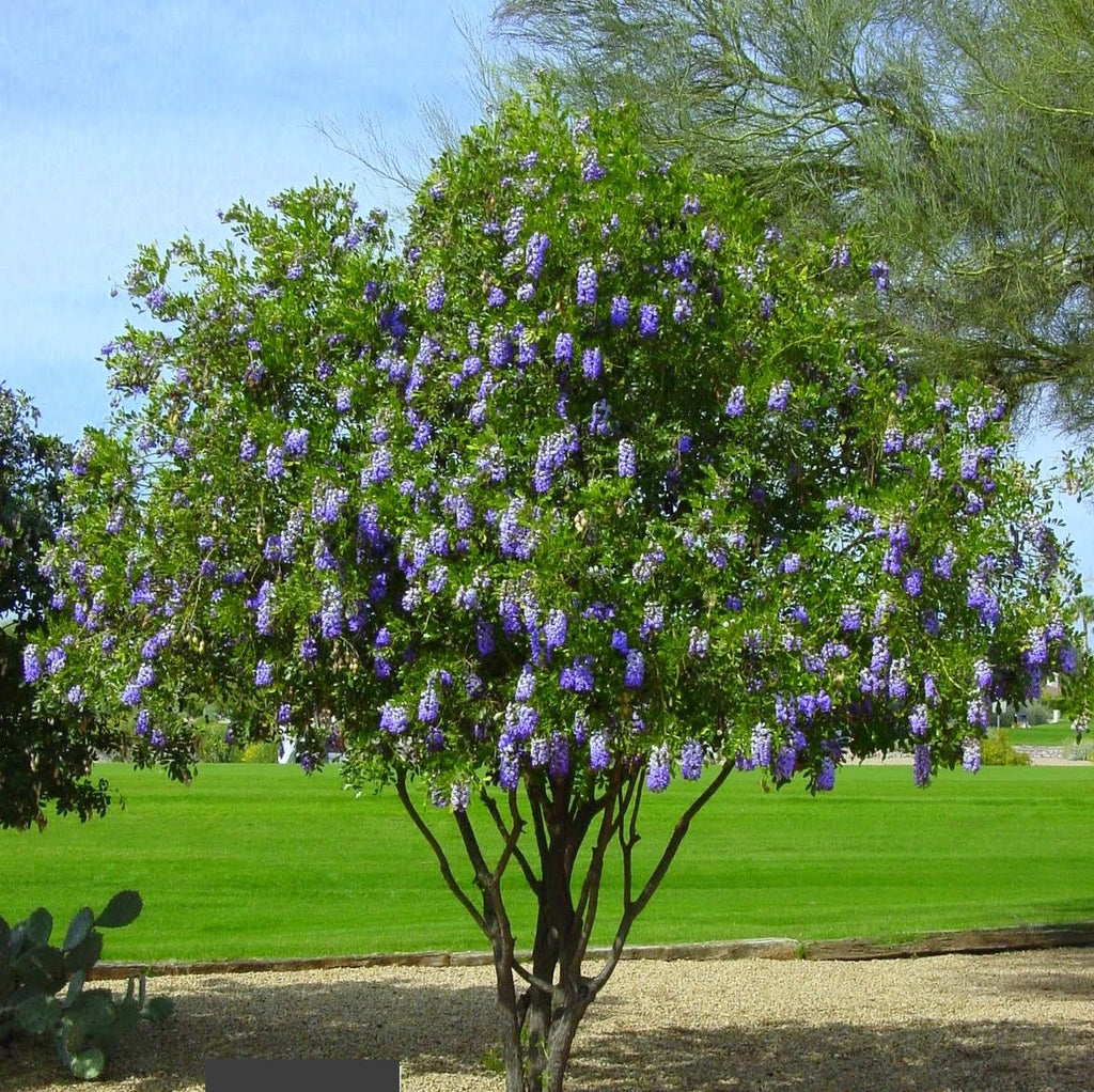 Sophora secundiflora Texas Mountain Laurel – Smart Seeds Emporium