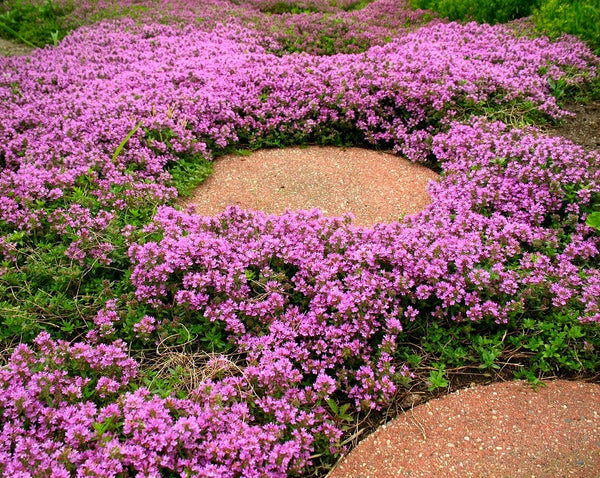 green creeping thyme ground cover