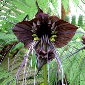 Tacca_chantrieri._SQ_295_grande.jpg?v=1493503133.png