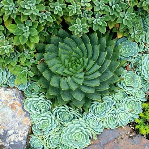 growing spiral aloe from seeds in zone 8b