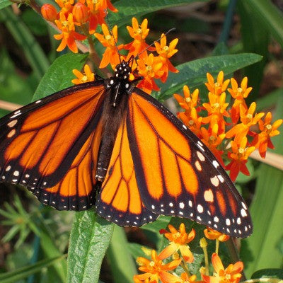 Asclepias tuberosa - Butterfly Milkweed – Smart Seeds Emporium