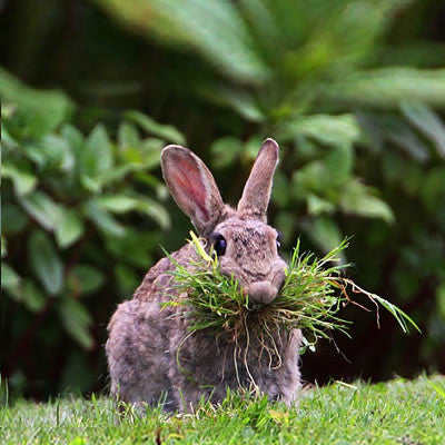 timothy hay for rabbits