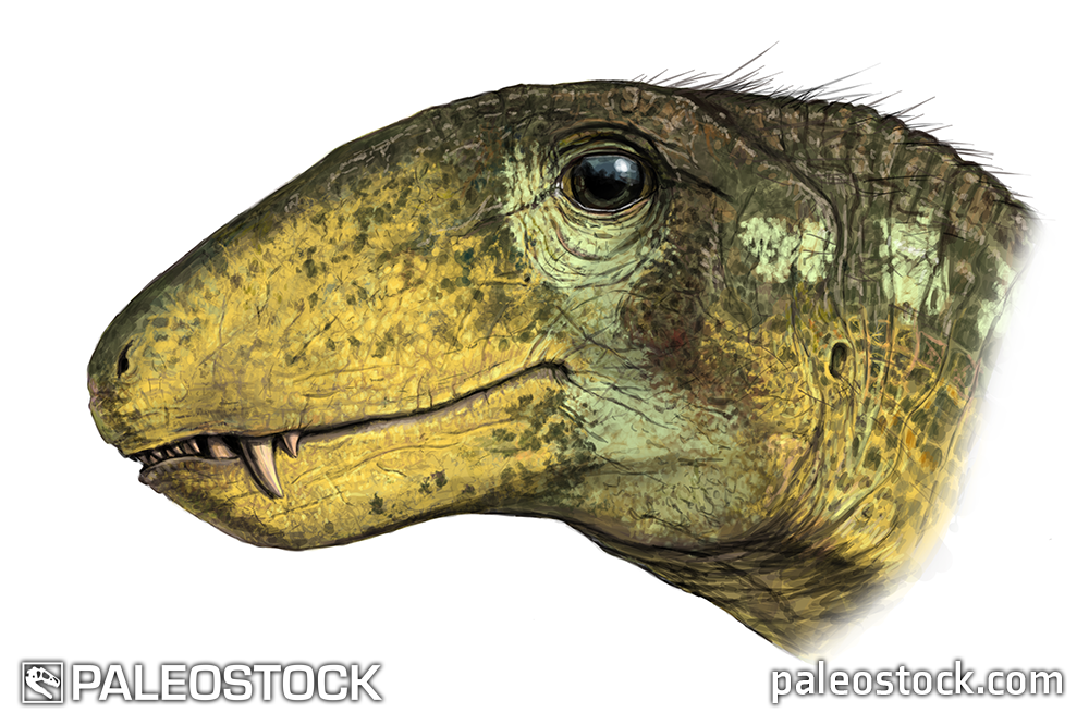 Raranimus dashankouensis stock image