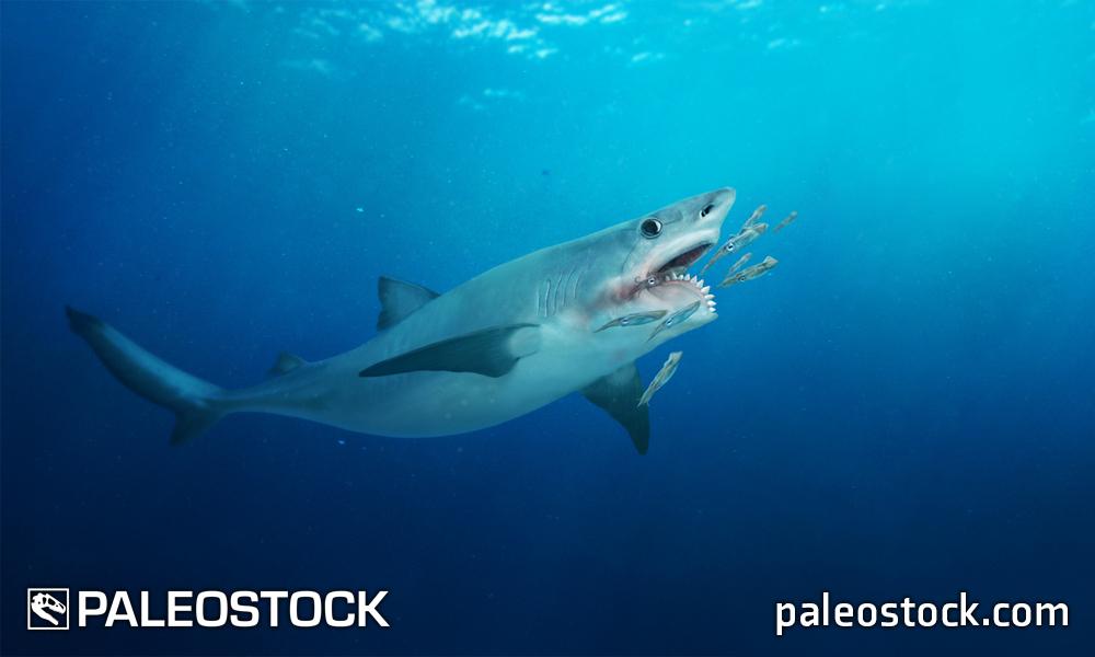 Helicoprion stock image