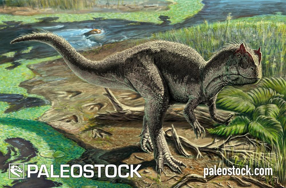 Allosaurus Fragilis stock image