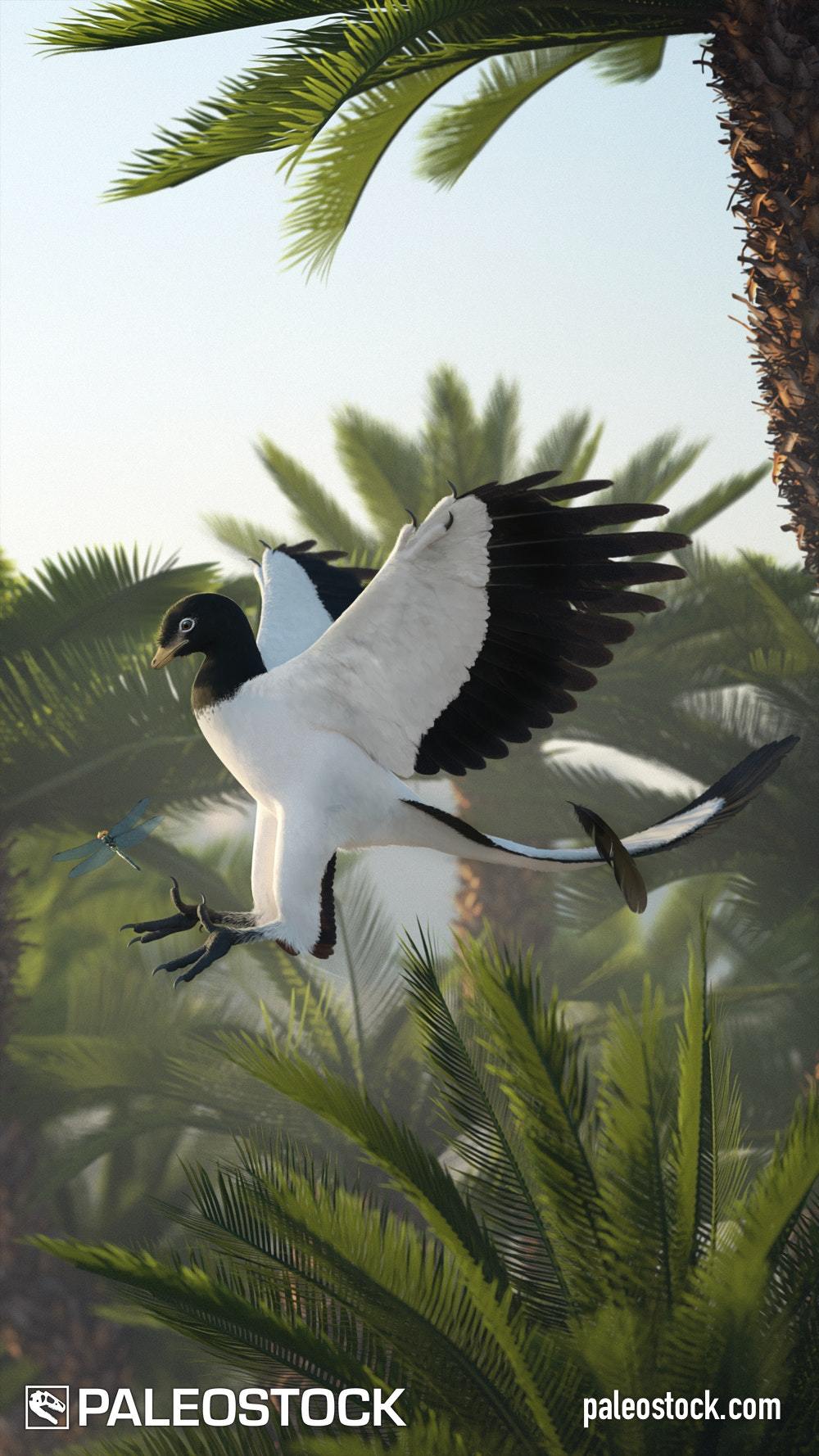 Archaeopteryx Flying stock image