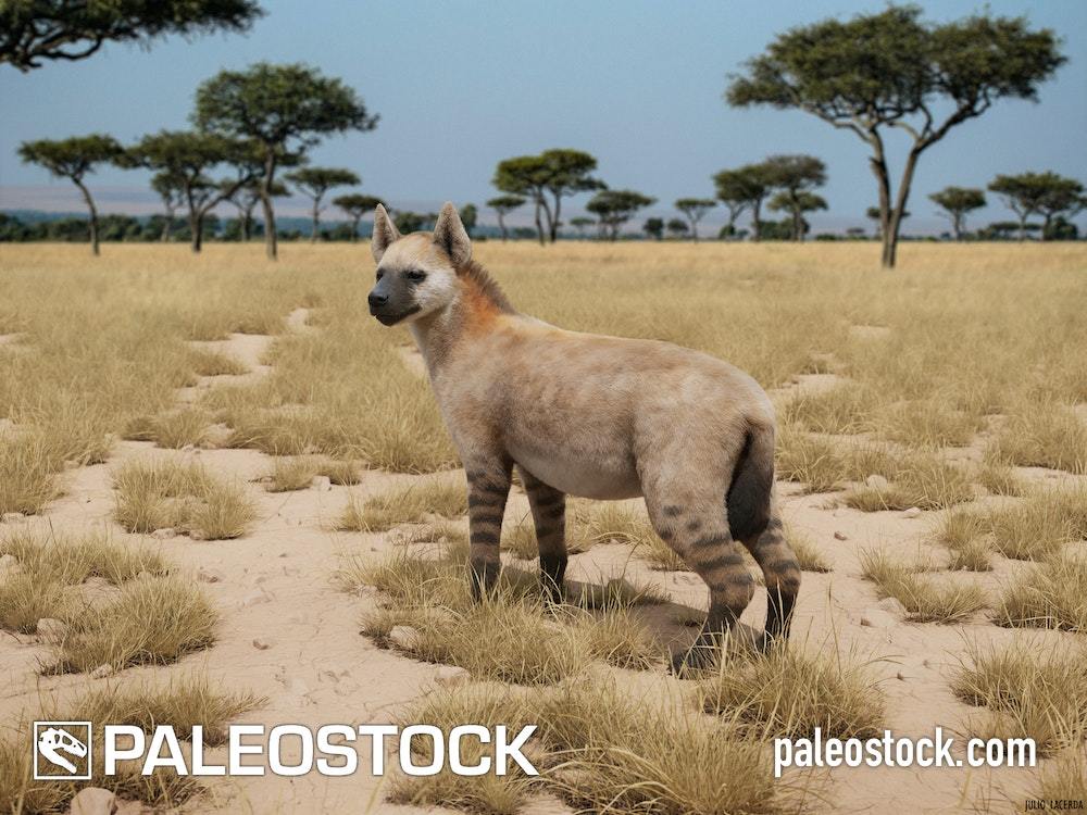 Chasmapothertes stock image