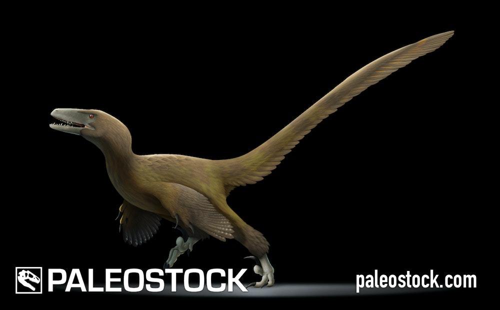 Deinonychus stock image