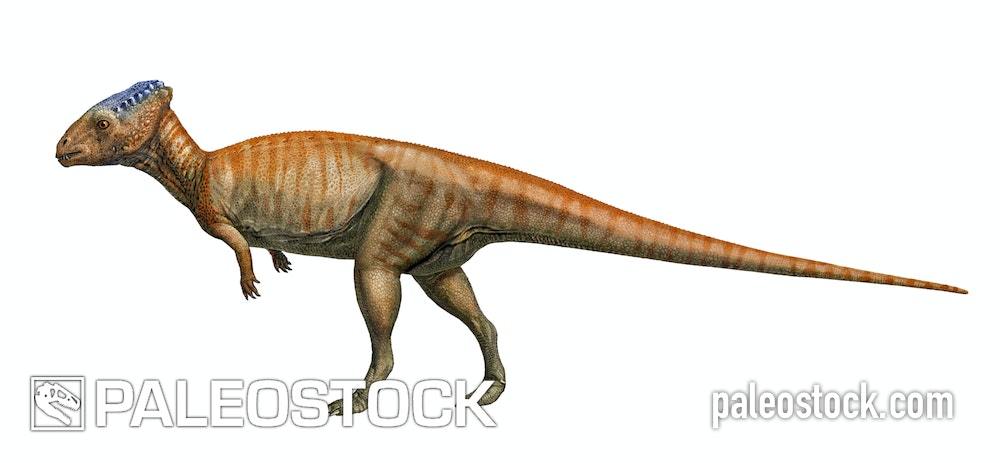 Deinocheirus Royalty-Free Images, Stock Photos & Pictures