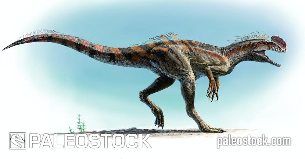 Kileskus Aristotocus stock image