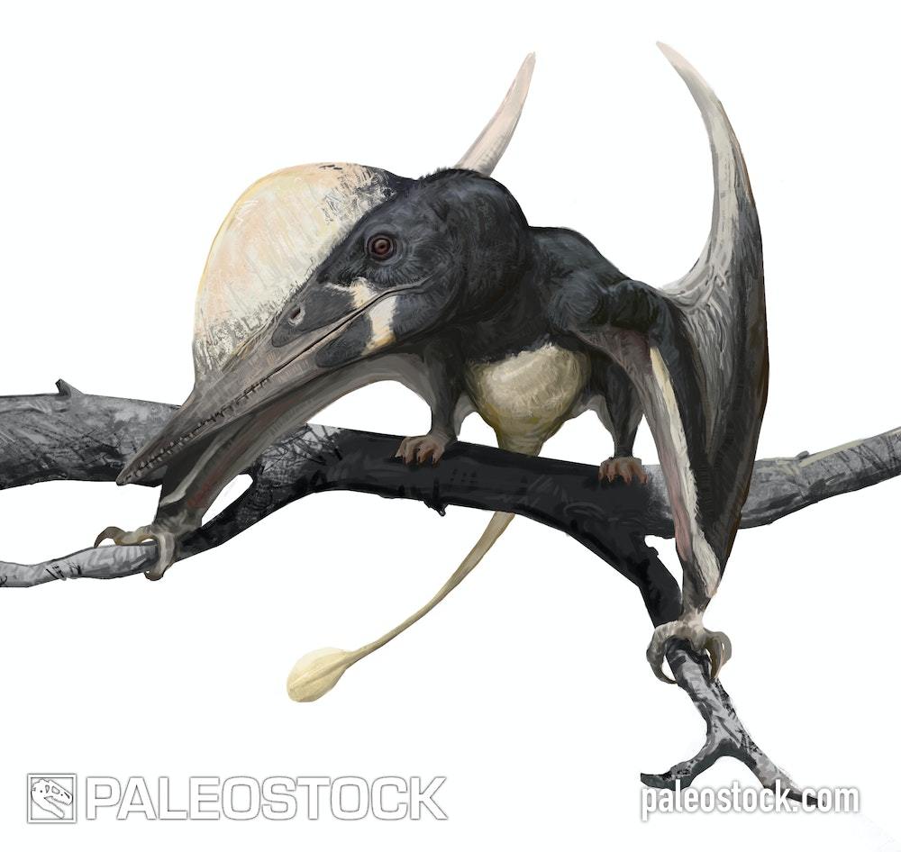 Kunpengopterus stock image