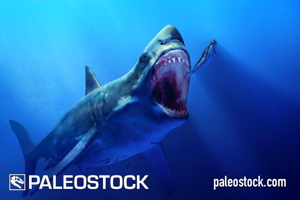 Megalodon stock image – Studio 252MYA