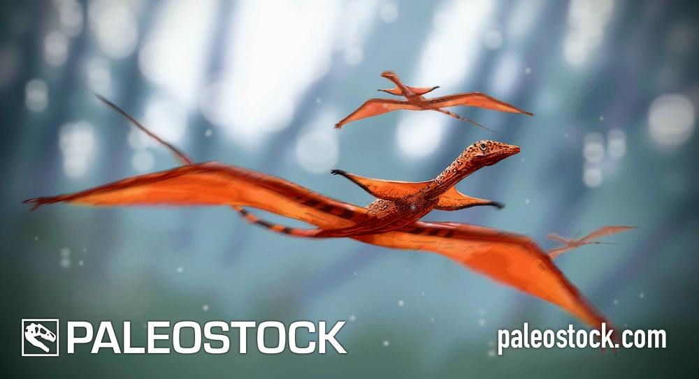 Sharovipteryx stock image