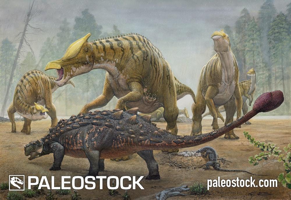 Tarchia Vs  saurolophus stock image