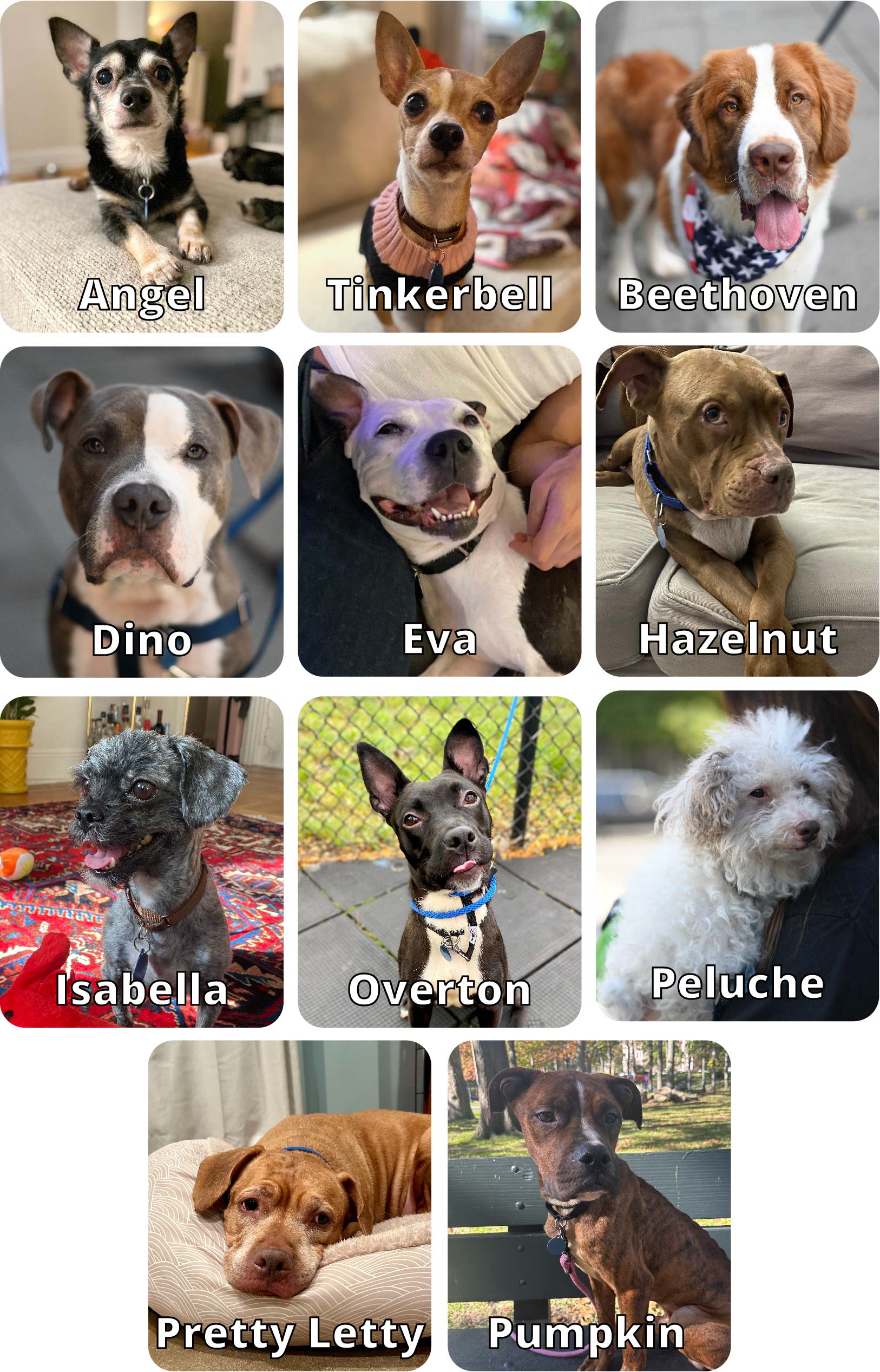 12 NYACC DOGS images