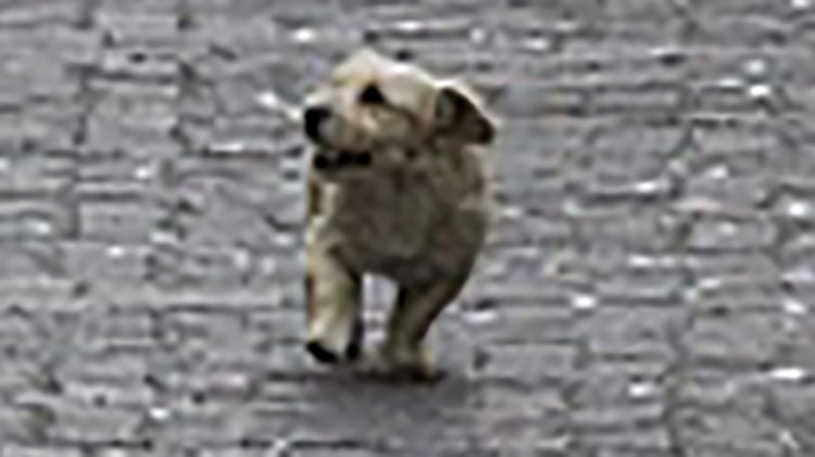 a zoomed in version of the previous photo, detailing just how happy the little dog was