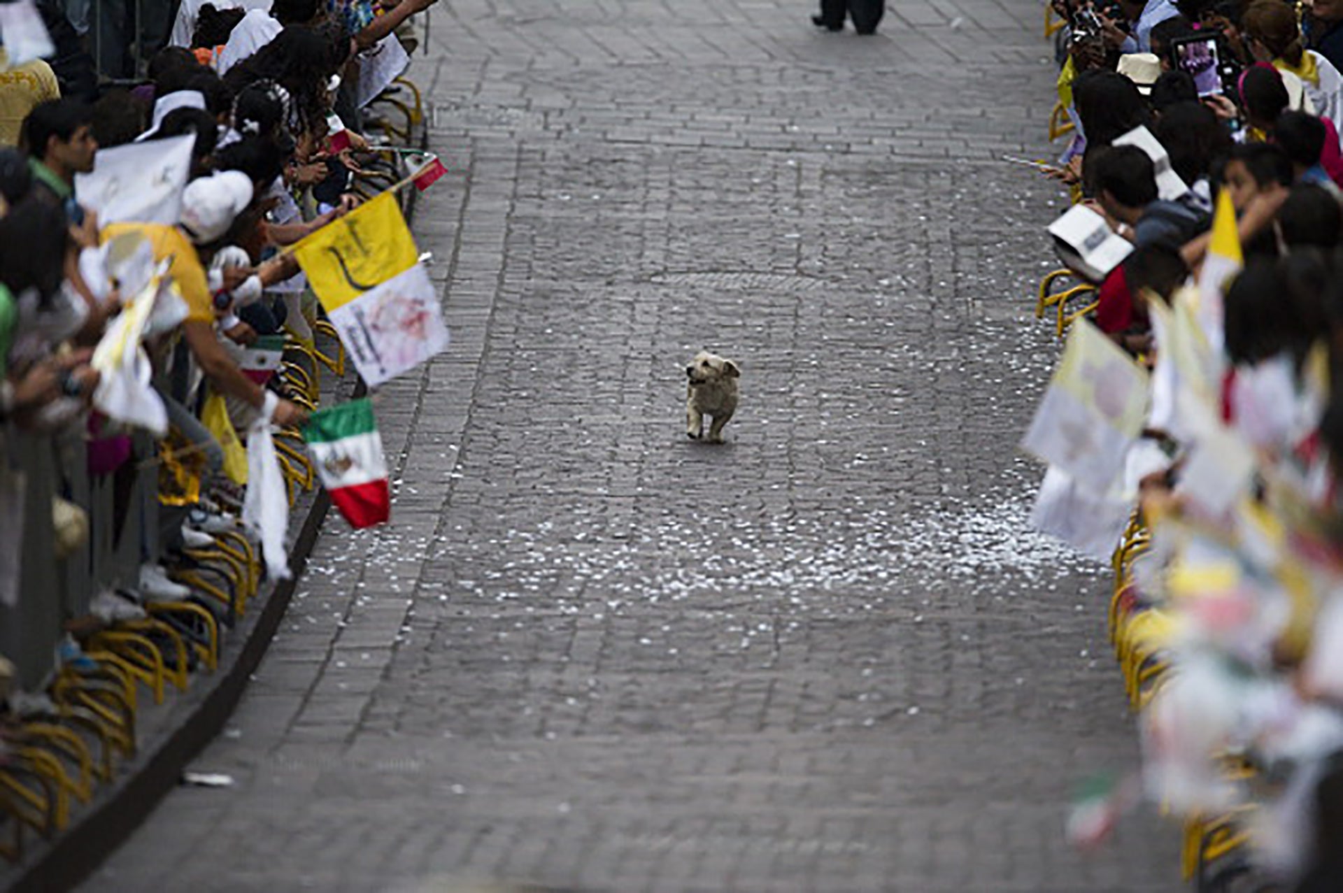 a little white dog trots happily along a cobblestone path. people are cheering and waving flags on either side of them. confetti is covering parts of the path. the dog is holding their head high, as if to greet all the people
