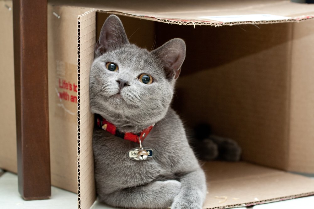 Why Do Cats Like Boxes so Much?