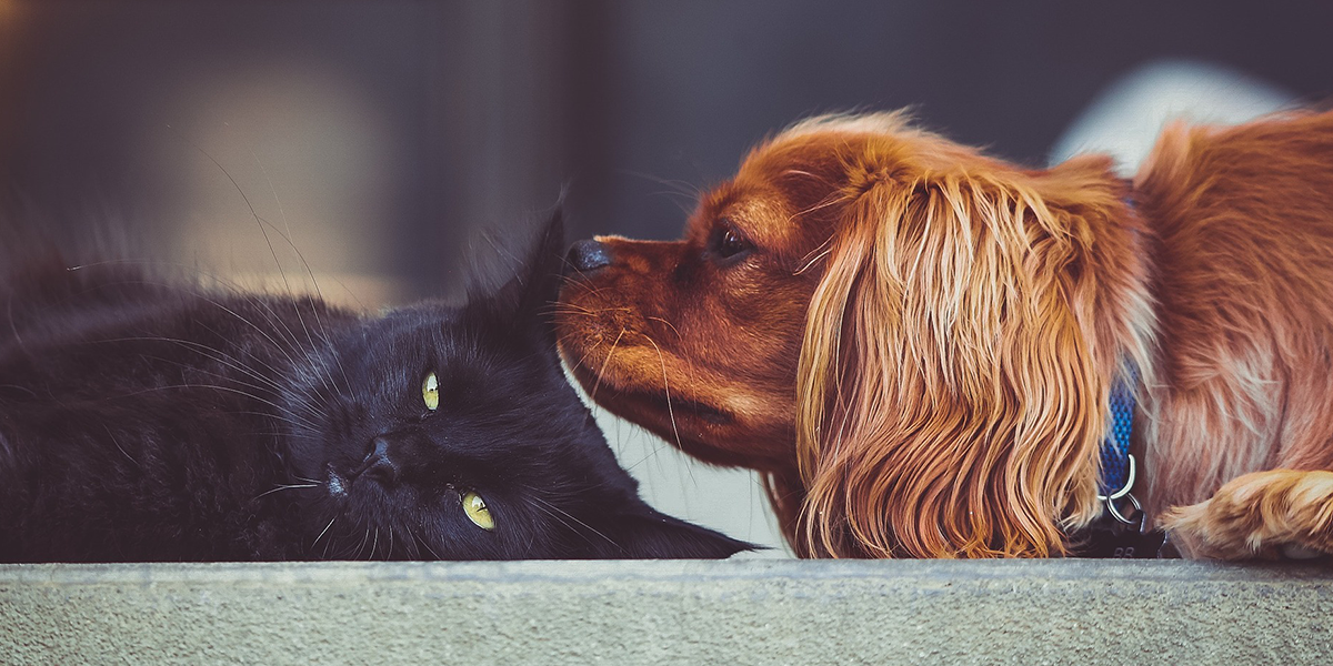 Why Do Cats and Dogs Fight? There are many scenarios.