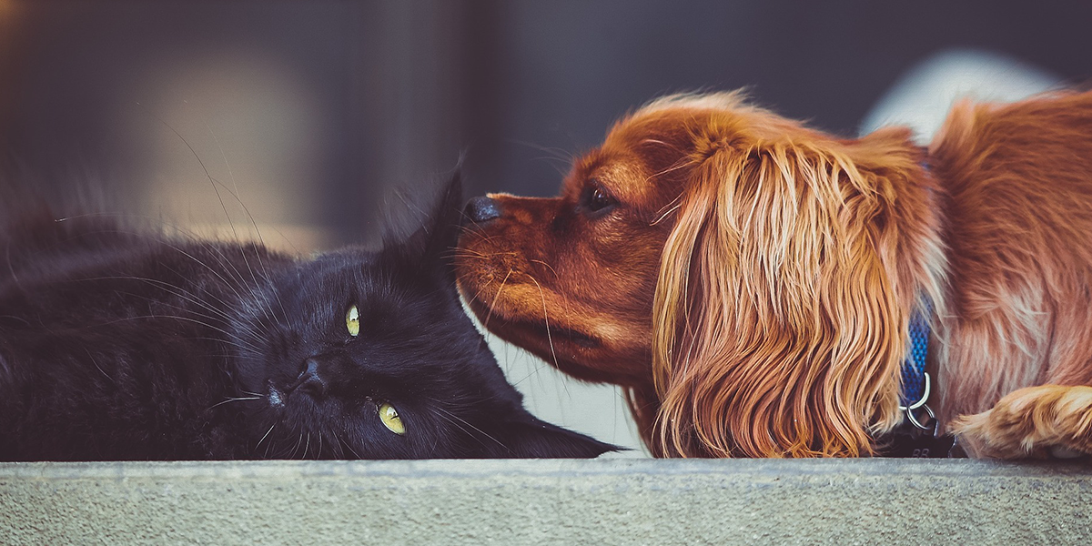 Why do dogs and cats hate each other? Why do they not get along?