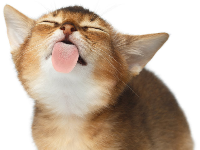 Why Do Cats Lick Themselves