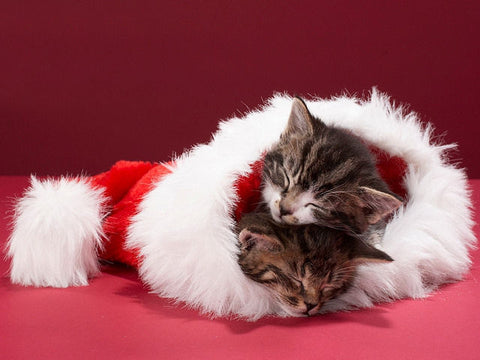 kittens sleeping in christmas clothes
