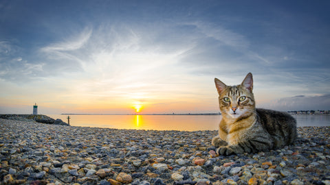 kitten-beach