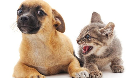 hissing-cat-at-dog