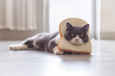 cat with bread hat