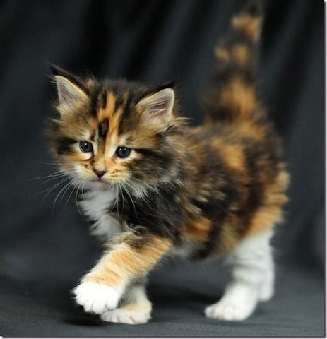 cute fluffy calico cats