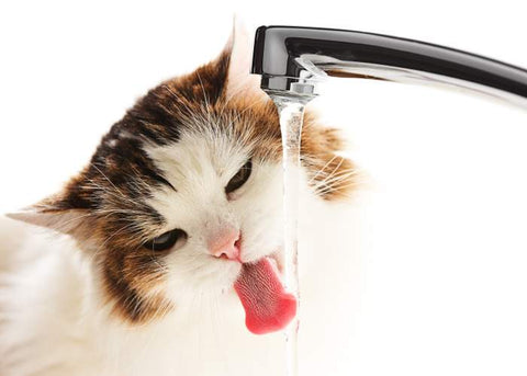 cat drinking water from a sink 