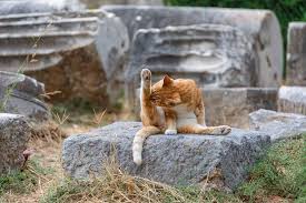 cat licking themselves outdoors on a rock