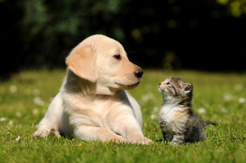 cat and dog staring at each other