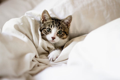 sad cat tucked away in a bed