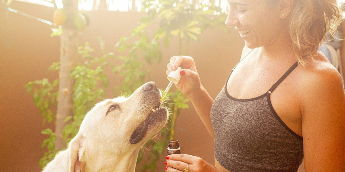 is fish oil for dogs the same as for humans