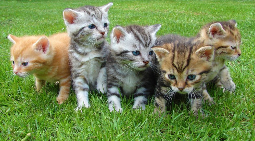 5 kittens all sitting next to each other in the grass