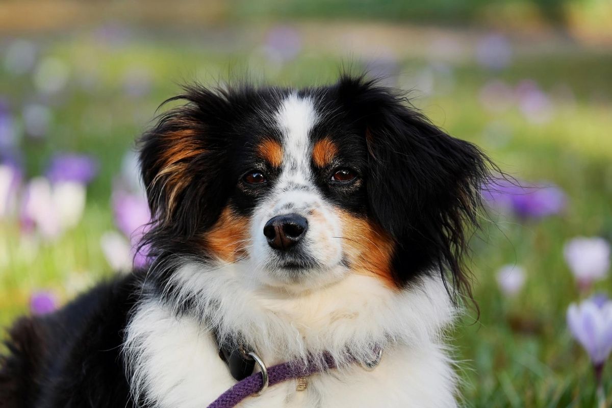 Australian Shepherd sitting in a field of flowers