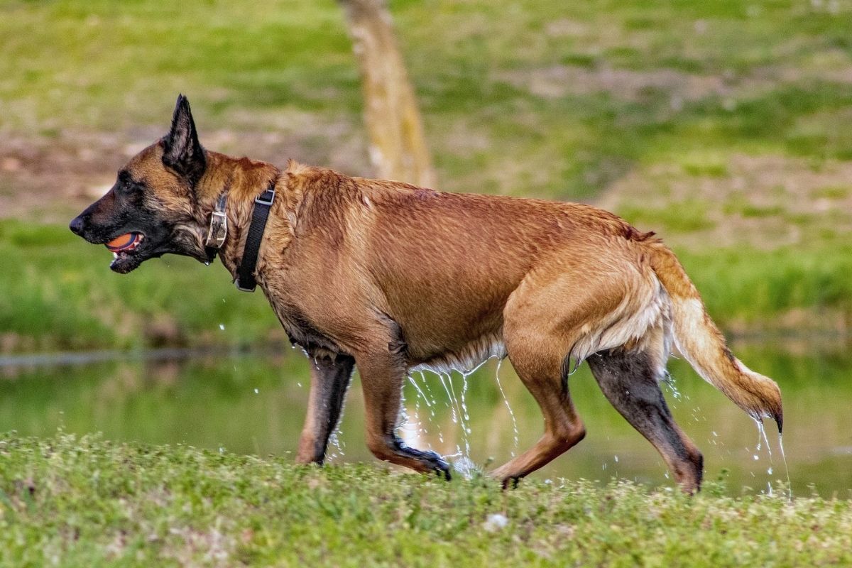 Belgian Malinois with a ball in it's mouth and dripping wet from jumping in a pond