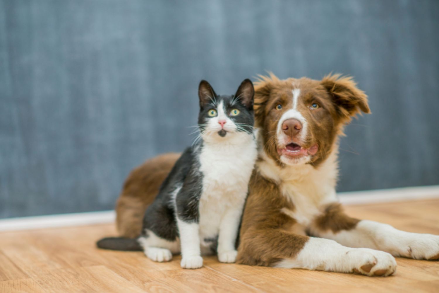 Black and white cat sitting next to a brown and white dog