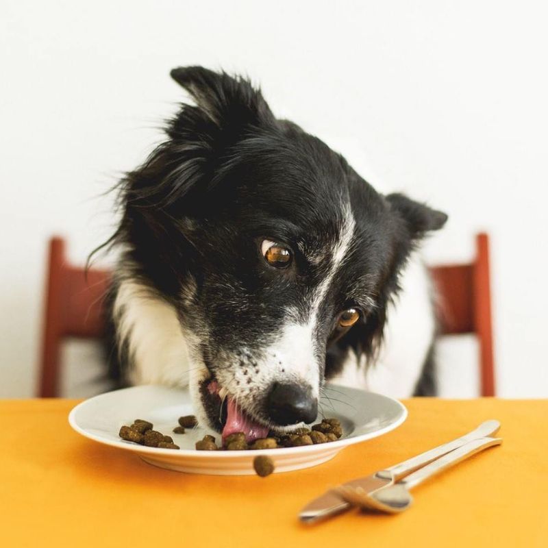 Black and white dog licking a plate of food with liquid vitamins on it