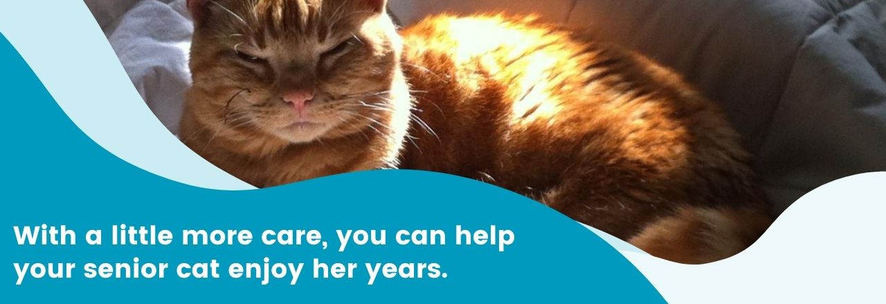 Cat laying down and eyes closed with sun shining in with saying "With a little more care, you can help your senior cat enjoy her years."