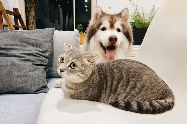 Cat laying on couch with dog behind waiting to jump up