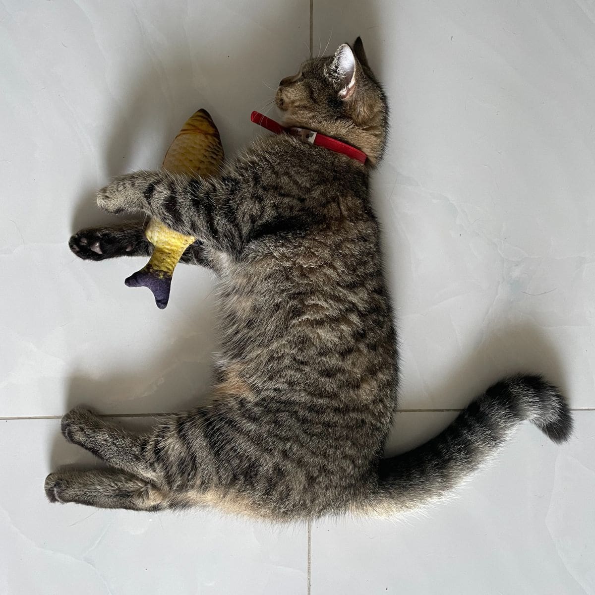 Cat laying on the floor with a fish between front legs