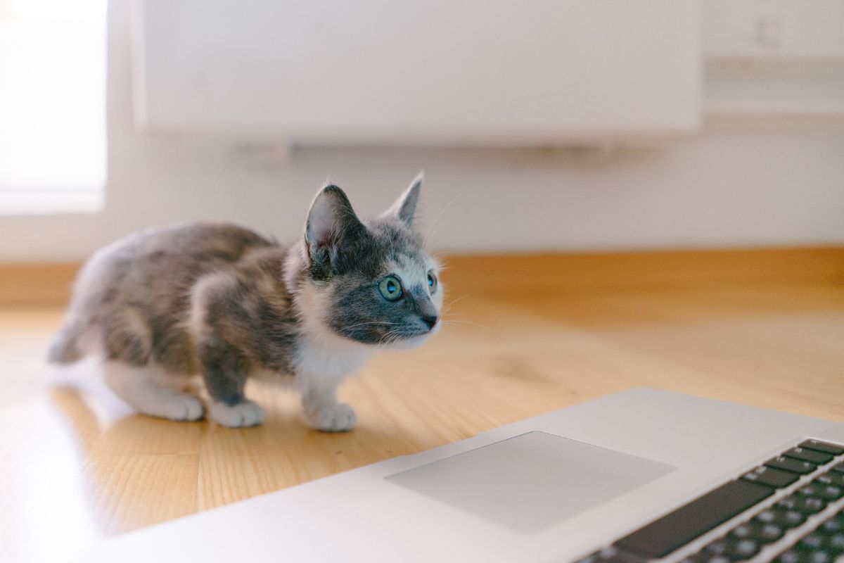 Cat looking at a laptop reading about fish oil