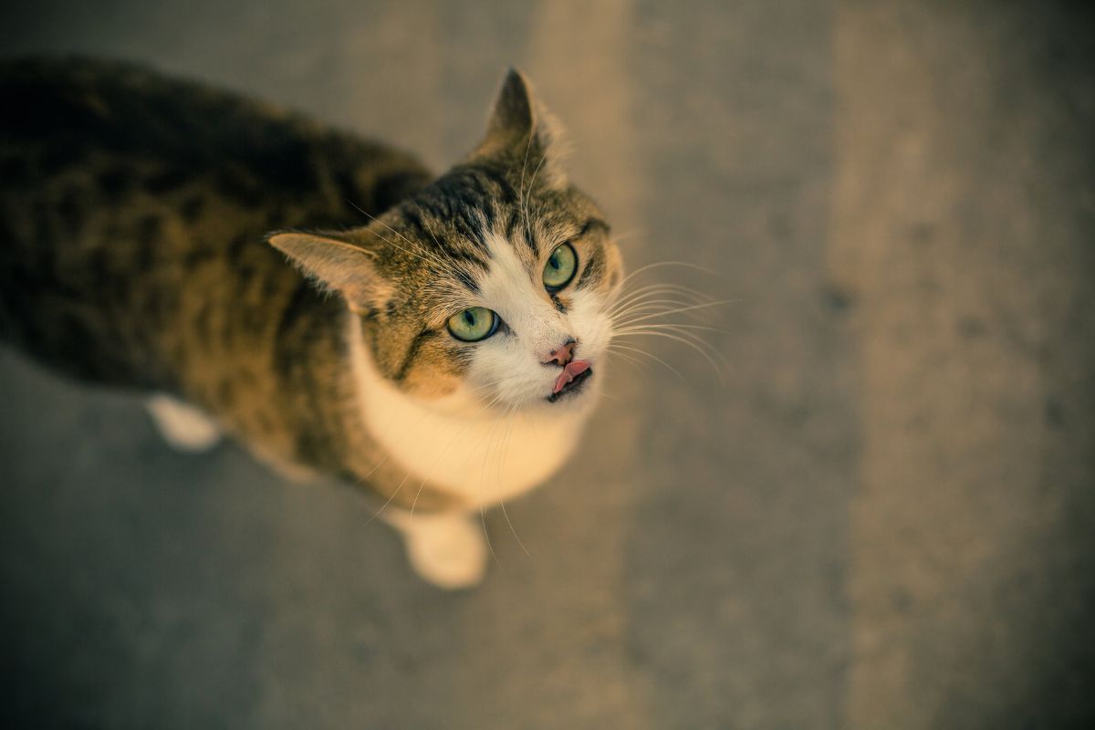 Cat looking up while licking lips waiting for fish oil