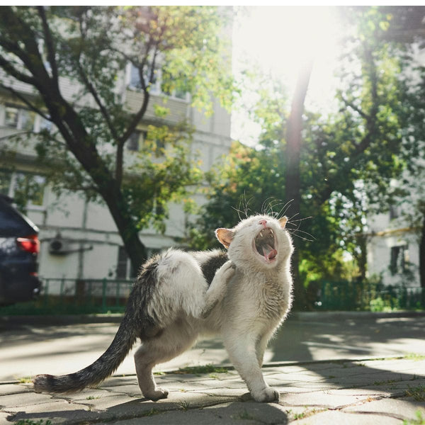 Cat on the sidewalk with mouth open and scratching their neck area