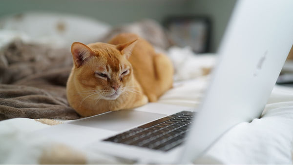 Cat reading an article on a laptop computer about Solensia