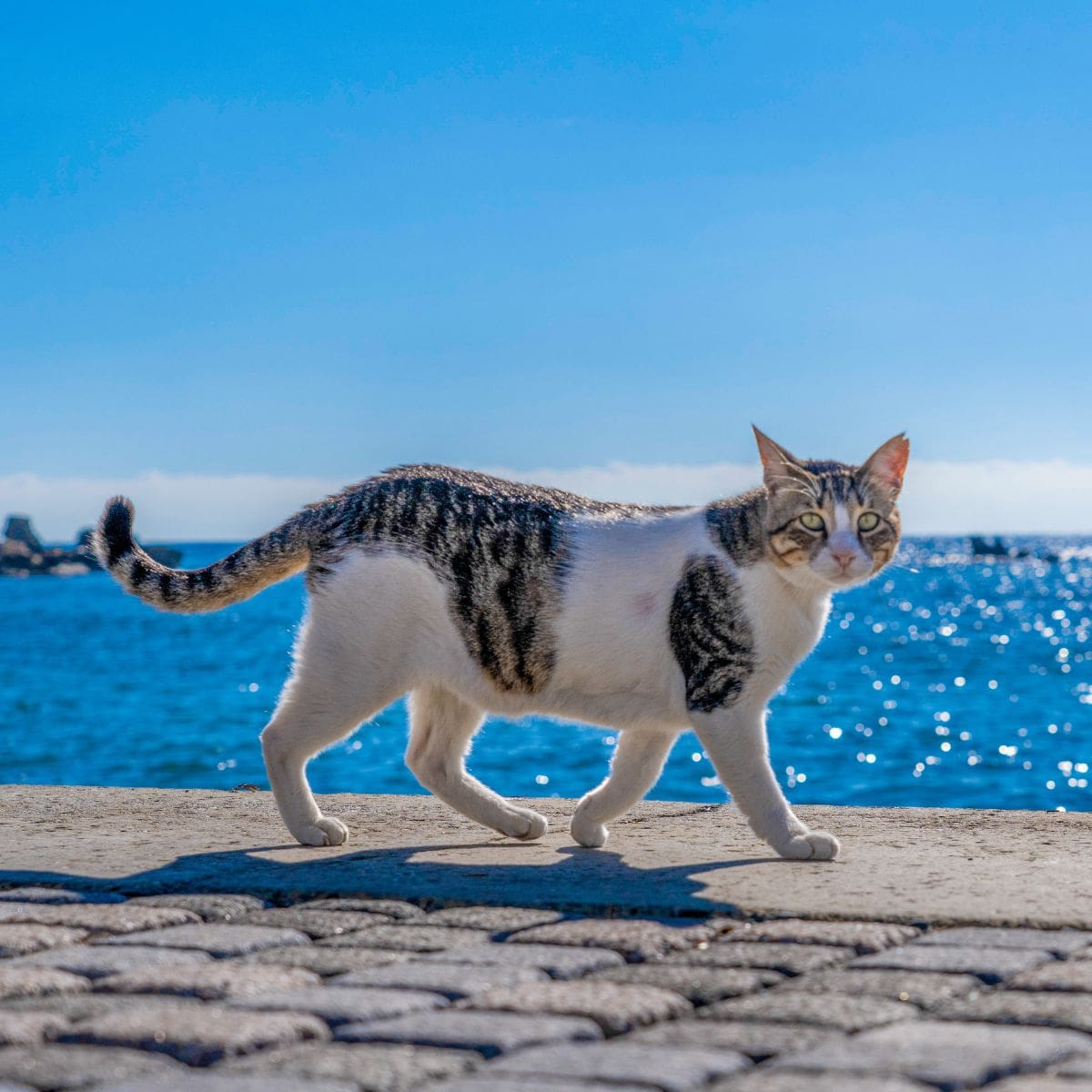 Cat walking with the ocean in the background
