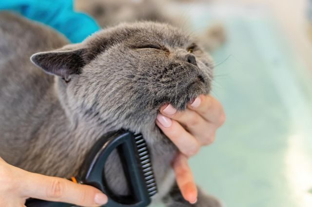 Cat with eyes closed getting brushed by owner